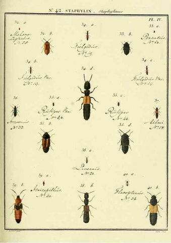 Reproducción/Reproduction 8112716974: Entomologie, ou, Histoire naturelle des insectes :. A Paris :De l'Imprimerie de Baudoin,1789-1808.