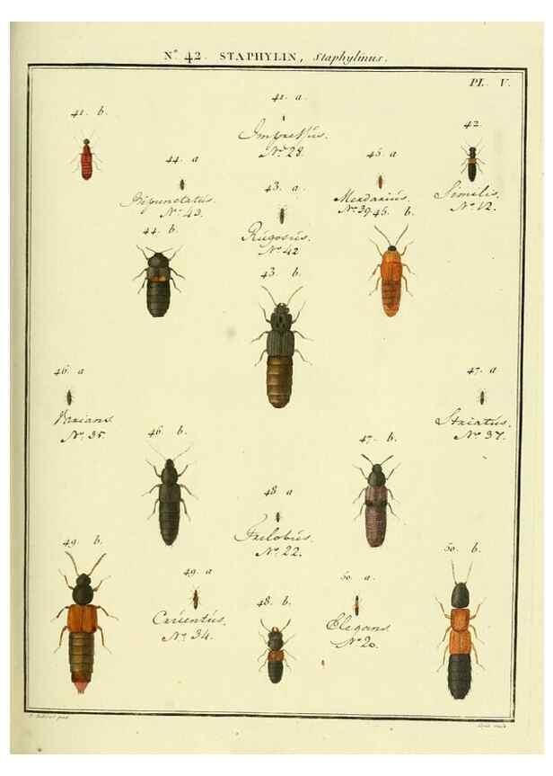 Reproducción/Reproduction 8112717490: Entomologie, ou, Histoire naturelle des insectes :. A Paris :De l'Imprimerie de Baudoin,1789-1808.