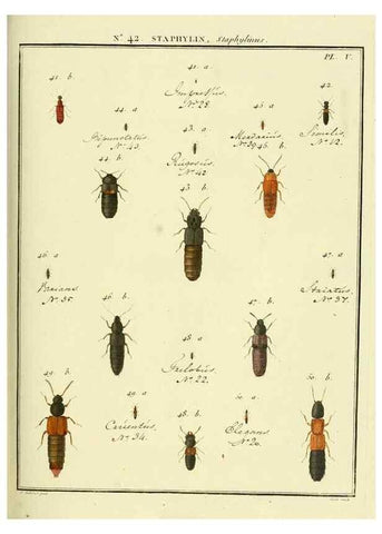 Reproducción/Reproduction 8112717490: Entomologie, ou, Histoire naturelle des insectes :. A Paris :De l'Imprimerie de Baudoin,1789-1808.