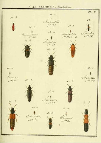 Reproducción/Reproduction 8112717490: Entomologie, ou, Histoire naturelle des insectes :. A Paris :De l'Imprimerie de Baudoin,1789-1808.