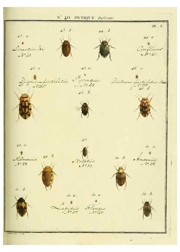 Reproducción/Reproduction 8112714152: Entomologie, ou, Histoire naturelle des insectes :. A Paris :De l'Imprimerie de Baudoin,1789-1808.