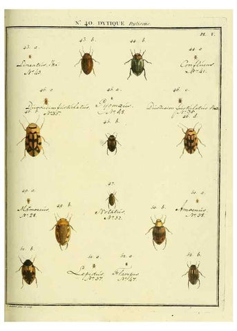 Reproducción/Reproduction 8112714152: Entomologie, ou, Histoire naturelle des insectes :. A Paris :De l'Imprimerie de Baudoin,1789-1808.