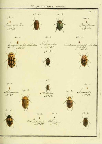 Reproducción/Reproduction 8112714152: Entomologie, ou, Histoire naturelle des insectes :. A Paris :De l'Imprimerie de Baudoin,1789-1808.