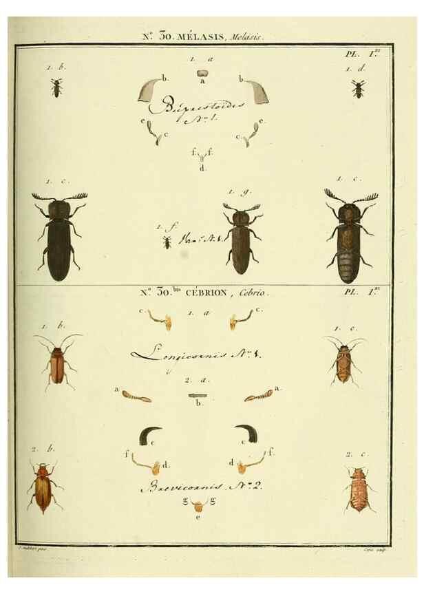Reproducción/Reproduction 8112682831: Entomologie, ou, Histoire naturelle des insectes :. A Paris :De l'Imprimerie de Baudoin,1789-1808.