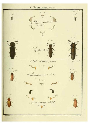 Reproducción/Reproduction 8112682831: Entomologie, ou, Histoire naturelle des insectes :. A Paris :De l'Imprimerie de Baudoin,1789-1808.