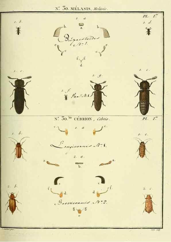 Reproducción/Reproduction 8112682831: Entomologie, ou, Histoire naturelle des insectes :. A Paris :De l'Imprimerie de Baudoin,1789-1808.