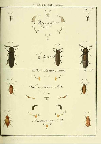 Reproducción/Reproduction 8112682831: Entomologie, ou, Histoire naturelle des insectes :. A Paris :De l'Imprimerie de Baudoin,1789-1808.