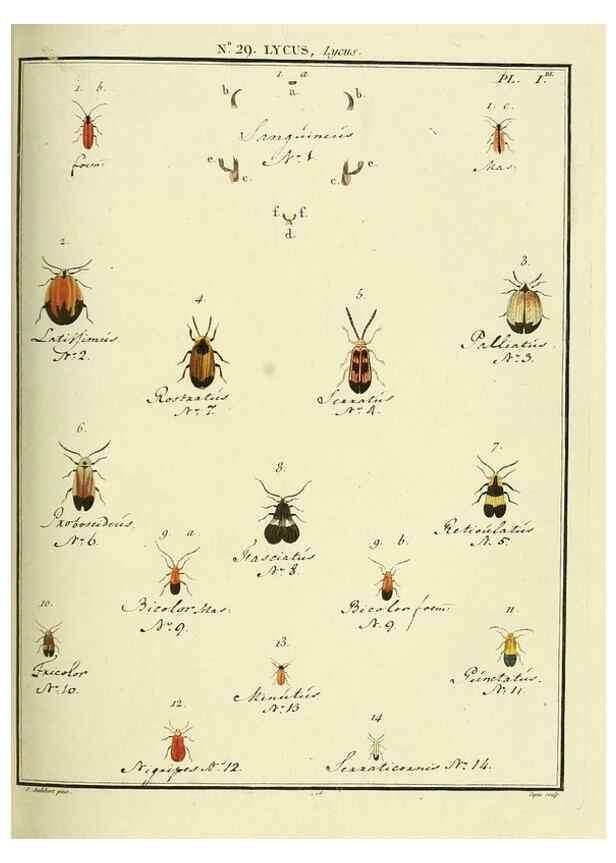 Reproducción/Reproduction 8112691826: Entomologie, ou, Histoire naturelle des insectes :. A Paris :De l'Imprimerie de Baudoin,1789-1808.