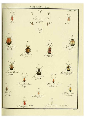 Reproducción/Reproduction 8112691826: Entomologie, ou, Histoire naturelle des insectes :. A Paris :De l'Imprimerie de Baudoin,1789-1808.