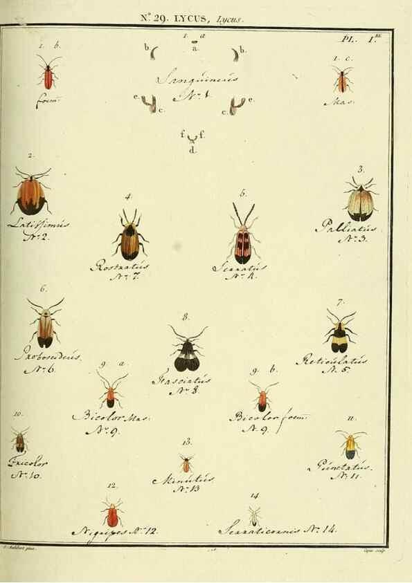 Reproducción/Reproduction 8112691826: Entomologie, ou, Histoire naturelle des insectes :. A Paris :De l'Imprimerie de Baudoin,1789-1808.