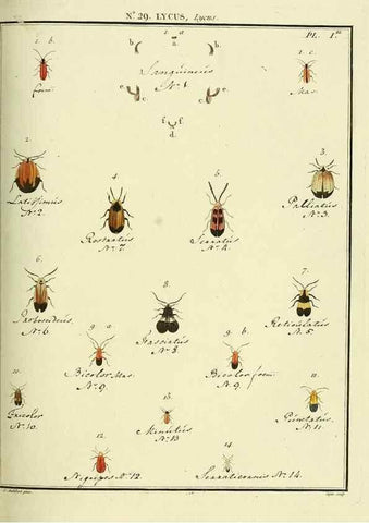 Reproducción/Reproduction 8112691826: Entomologie, ou, Histoire naturelle des insectes :. A Paris :De l'Imprimerie de Baudoin,1789-1808.