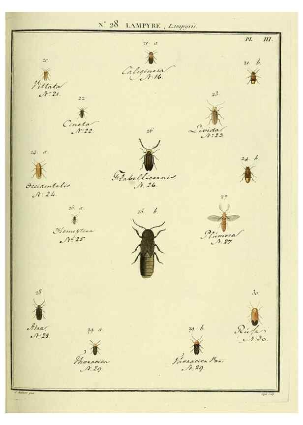 Reproducción/Reproduction 8112681893: Entomologie, ou, Histoire naturelle des insectes :. A Paris :De l'Imprimerie de Baudoin,1789-1808.