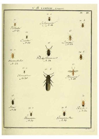 Reproducción/Reproduction 8112681893: Entomologie, ou, Histoire naturelle des insectes :. A Paris :De l'Imprimerie de Baudoin,1789-1808.