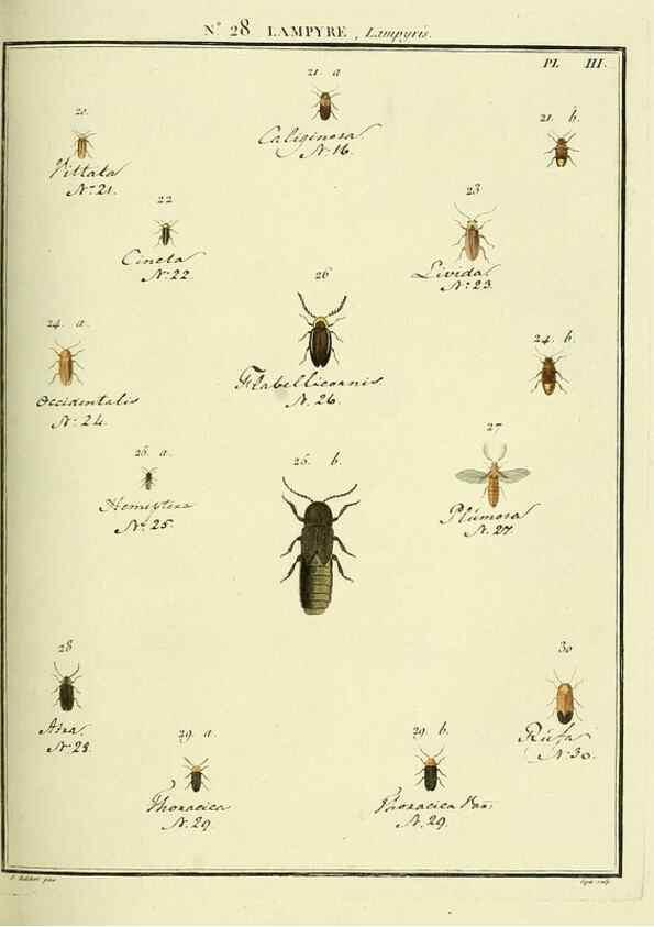 Reproducción/Reproduction 8112681893: Entomologie, ou, Histoire naturelle des insectes :. A Paris :De l'Imprimerie de Baudoin,1789-1808.