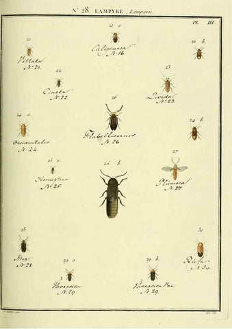Reproducción/Reproduction 8112681893: Entomologie, ou, Histoire naturelle des insectes :. A Paris :De l'Imprimerie de Baudoin,1789-1808.