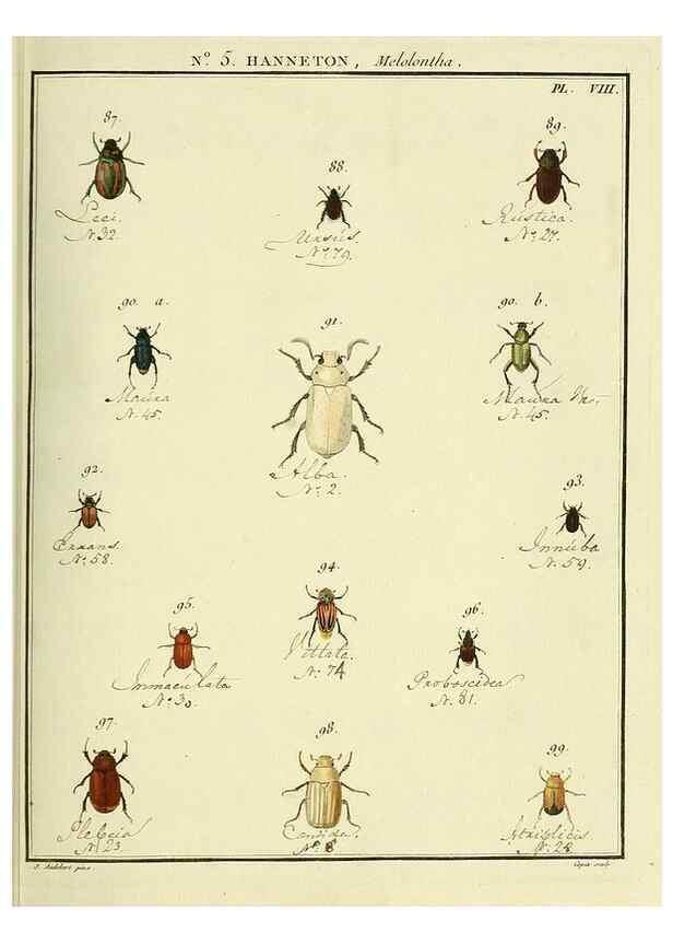 Reproducción/Reproduction 8112668108: Entomologie, ou, Histoire naturelle des insectes :. A Paris :De l'Imprimerie de Baudoin,1789-1808.