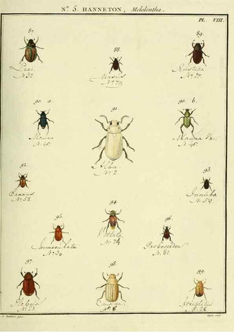 Reproducción/Reproduction 8112668108: Entomologie, ou, Histoire naturelle des insectes :. A Paris :De l'Imprimerie de Baudoin,1789-1808.
