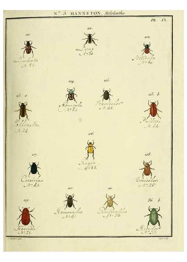 Reproducción/Reproduction 8112668814: Entomologie, ou, Histoire naturelle des insectes :. A Paris :De l'Imprimerie de Baudoin,1789-1808.
