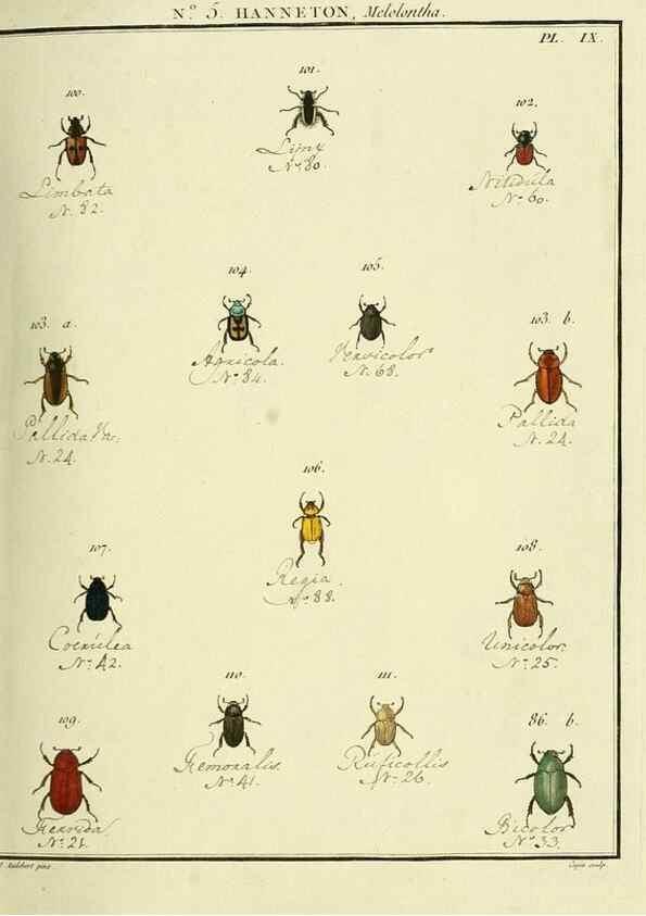 Reproducción/Reproduction 8112668814: Entomologie, ou, Histoire naturelle des insectes :. A Paris :De l'Imprimerie de Baudoin,1789-1808.