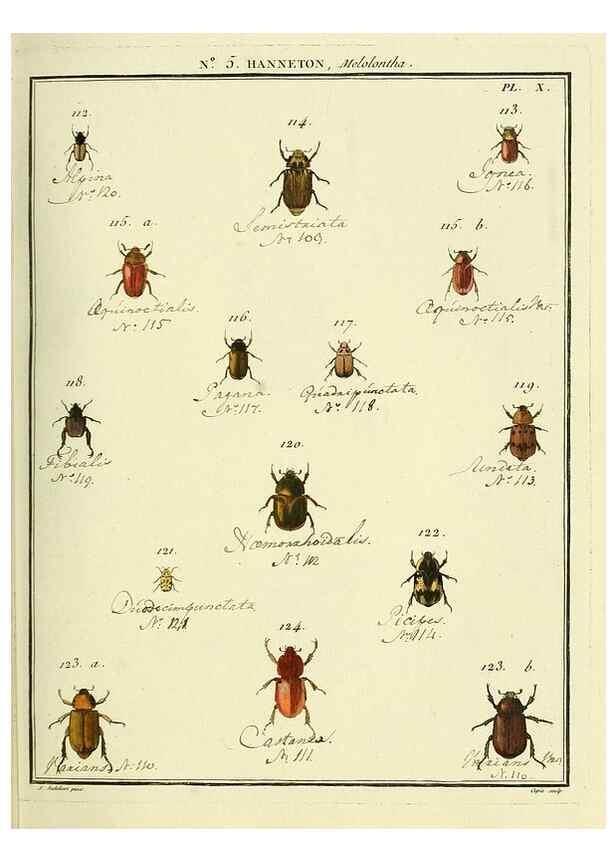 Reproducción/Reproduction 8112659541: Entomologie, ou, Histoire naturelle des insectes :. A Paris :De l'Imprimerie de Baudoin,1789-1808.
