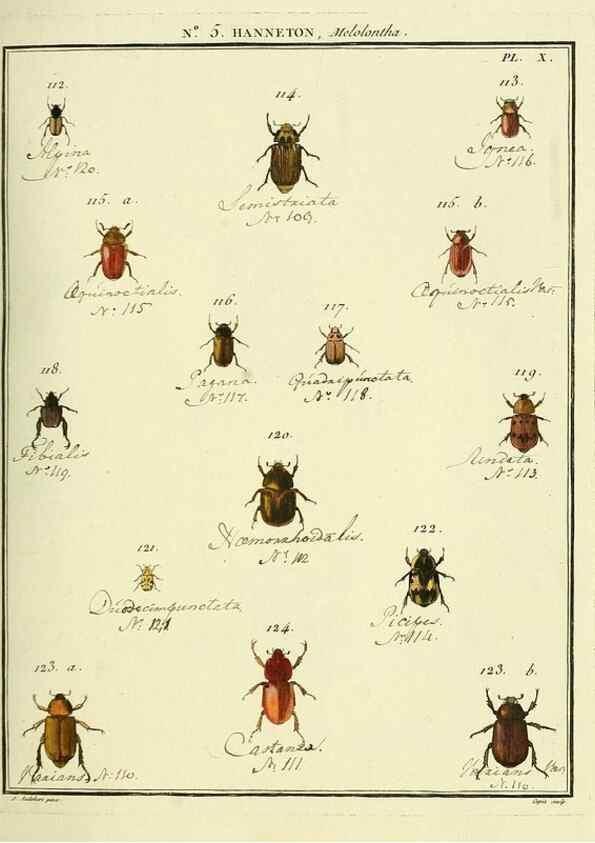 Reproducción/Reproduction 8112659541: Entomologie, ou, Histoire naturelle des insectes :. A Paris :De l'Imprimerie de Baudoin,1789-1808.