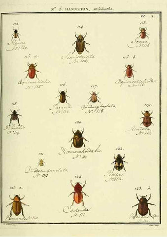 Reproducción/Reproduction 8112659541: Entomologie, ou, Histoire naturelle des insectes :. A Paris :De l'Imprimerie de Baudoin,1789-1808.