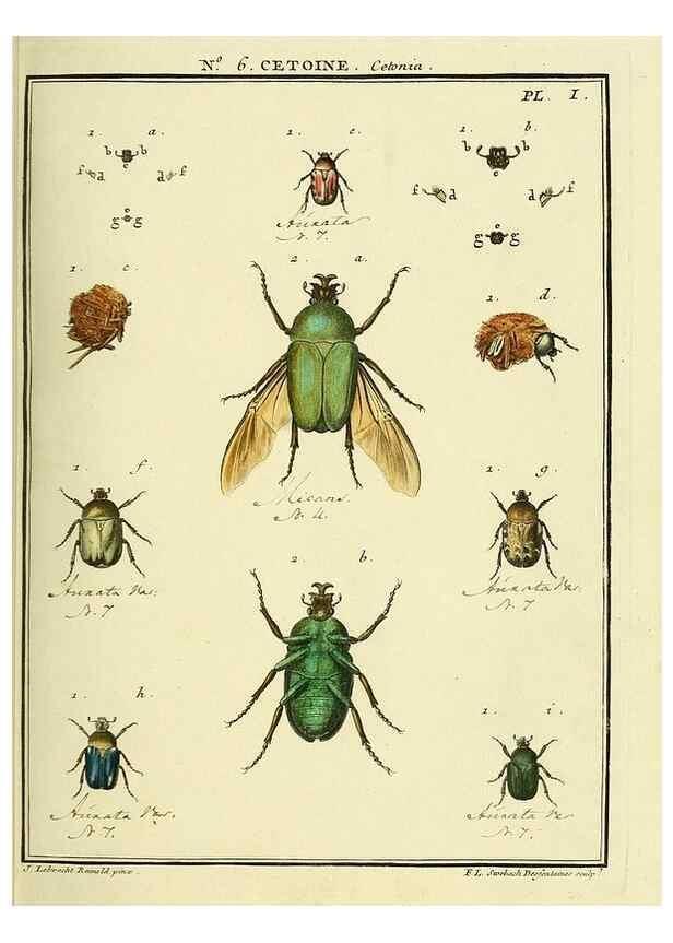 Reproducción/Reproduction 8112669600: Entomologie, ou, Histoire naturelle des insectes :. A Paris :De l'Imprimerie de Baudoin,1789-1808.