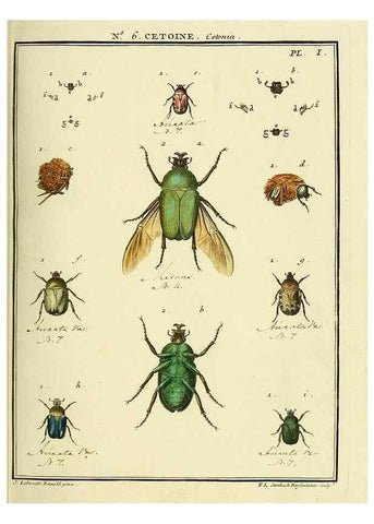 Reproducción/Reproduction 8112669600: Entomologie, ou, Histoire naturelle des insectes :. A Paris :De l'Imprimerie de Baudoin,1789-1808.