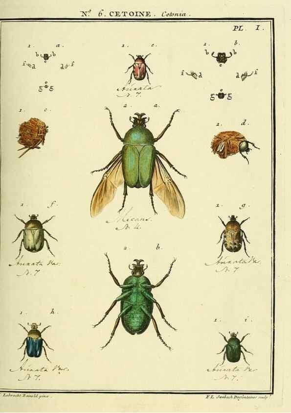 Reproducción/Reproduction 8112669600: Entomologie, ou, Histoire naturelle des insectes :. A Paris :De l'Imprimerie de Baudoin,1789-1808.