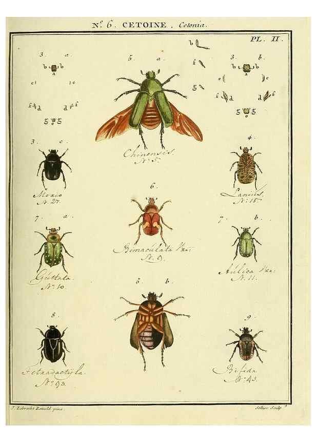 Reproducción/Reproduction 8112669932: Entomologie, ou, Histoire naturelle des insectes :. A Paris :De l'Imprimerie de Baudoin,1789-1808.