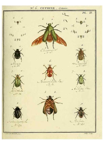 Reproducción/Reproduction 8112669932: Entomologie, ou, Histoire naturelle des insectes :. A Paris :De l'Imprimerie de Baudoin,1789-1808.