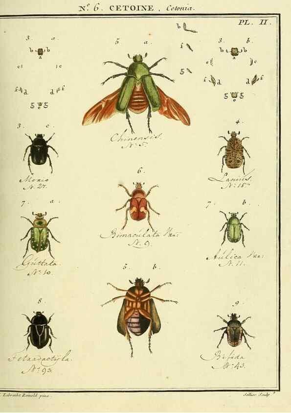 Reproducción/Reproduction 8112669932: Entomologie, ou, Histoire naturelle des insectes :. A Paris :De l'Imprimerie de Baudoin,1789-1808.