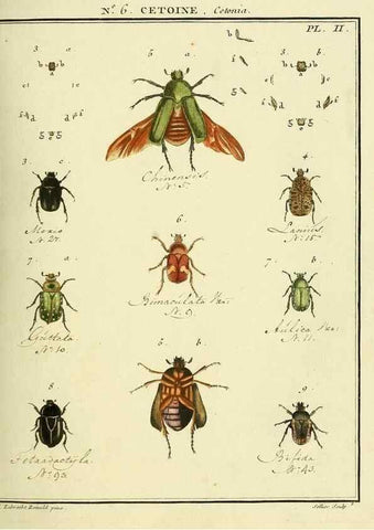 Reproducción/Reproduction 8112669932: Entomologie, ou, Histoire naturelle des insectes :. A Paris :De l'Imprimerie de Baudoin,1789-1808.