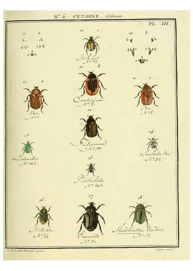 Reproducción/Reproduction 8112660743: Entomologie, ou, Histoire naturelle des insectes :. A Paris :De l'Imprimerie de Baudoin,1789-1808.