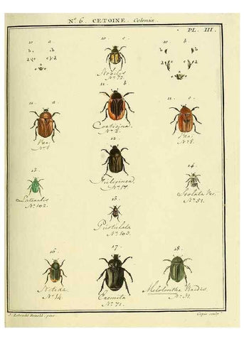 Reproducción/Reproduction 8112660743: Entomologie, ou, Histoire naturelle des insectes :. A Paris :De l'Imprimerie de Baudoin,1789-1808.