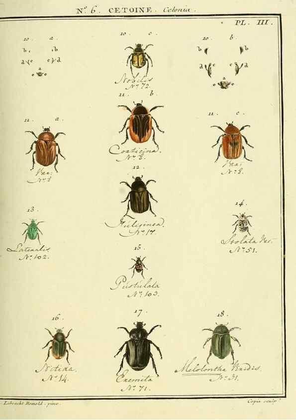 Reproducción/Reproduction 8112660743: Entomologie, ou, Histoire naturelle des insectes :. A Paris :De l'Imprimerie de Baudoin,1789-1808.