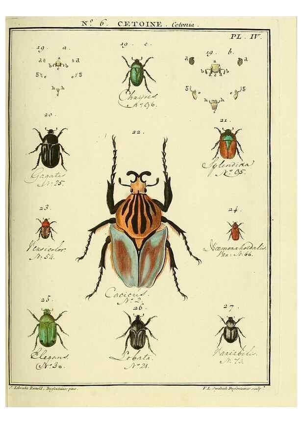 Reproducción/Reproduction 8112670684: Entomologie, ou, Histoire naturelle des insectes :. A Paris :De l'Imprimerie de Baudoin,1789-1808.