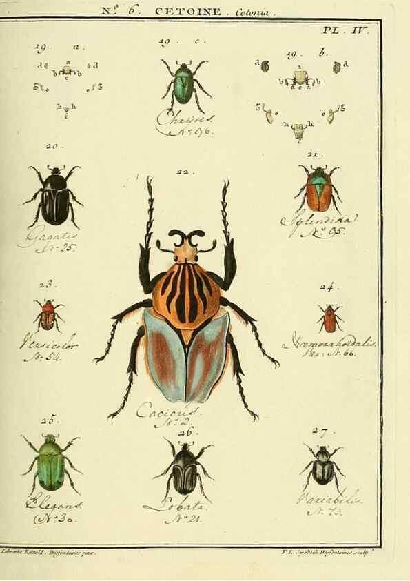 Reproducción/Reproduction 8112670684: Entomologie, ou, Histoire naturelle des insectes :. A Paris :De l'Imprimerie de Baudoin,1789-1808.