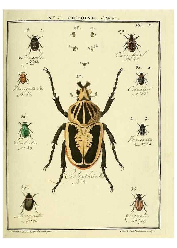 Reproducción/Reproduction 8112661545: Entomologie, ou, Histoire naturelle des insectes :. A Paris :De l'Imprimerie de Baudoin,1789-1808.