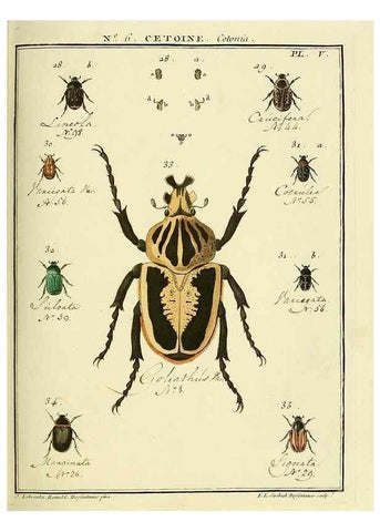 Reproducción/Reproduction 8112661545: Entomologie, ou, Histoire naturelle des insectes :. A Paris :De l'Imprimerie de Baudoin,1789-1808.