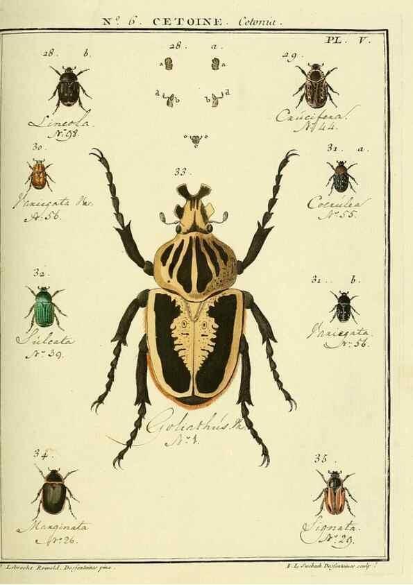 Reproducción/Reproduction 8112661545: Entomologie, ou, Histoire naturelle des insectes :. A Paris :De l'Imprimerie de Baudoin,1789-1808.