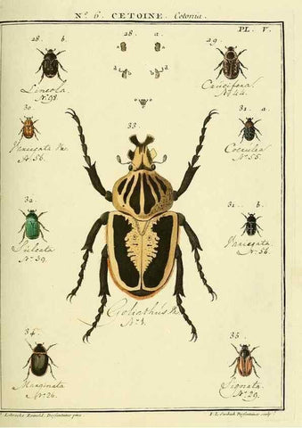 Reproducción/Reproduction 8112661545: Entomologie, ou, Histoire naturelle des insectes :. A Paris :De l'Imprimerie de Baudoin,1789-1808.