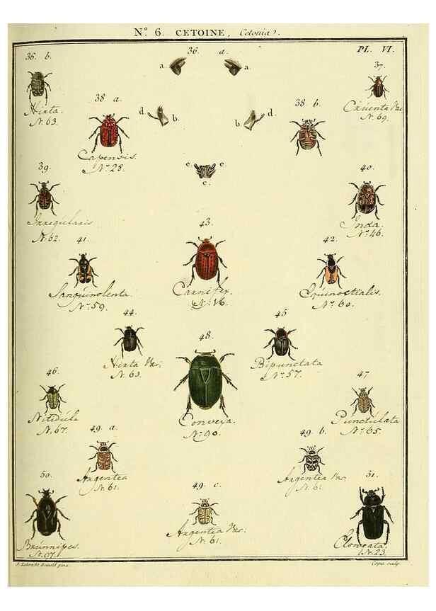 Reproducción/Reproduction 8112671466: Entomologie, ou, Histoire naturelle des insectes :. A Paris :De l'Imprimerie de Baudoin,1789-1808.