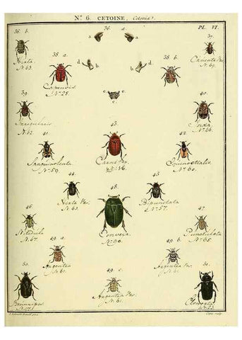 Reproducción/Reproduction 8112671466: Entomologie, ou, Histoire naturelle des insectes :. A Paris :De l'Imprimerie de Baudoin,1789-1808.