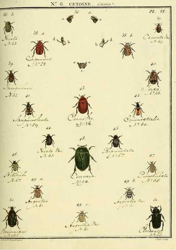 Reproducción/Reproduction 8112671466: Entomologie, ou, Histoire naturelle des insectes :. A Paris :De l'Imprimerie de Baudoin,1789-1808.