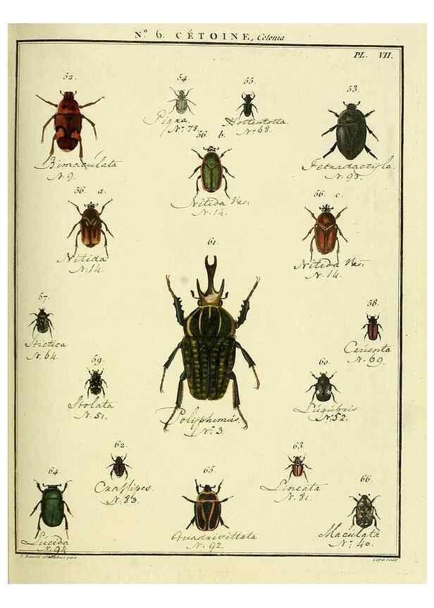 Reproducción/Reproduction 8112672140: Entomologie, ou, Histoire naturelle des insectes :. A Paris :De l'Imprimerie de Baudoin,1789-1808.