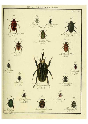 Reproducción/Reproduction 8112672140: Entomologie, ou, Histoire naturelle des insectes :. A Paris :De l'Imprimerie de Baudoin,1789-1808.