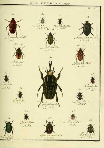 Reproducción/Reproduction 8112672140: Entomologie, ou, Histoire naturelle des insectes :. A Paris :De l'Imprimerie de Baudoin,1789-1808.