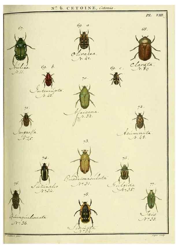 Reproducción/Reproduction 8112662997: Entomologie, ou, Histoire naturelle des insectes :. A Paris :De l'Imprimerie de Baudoin,1789-1808.