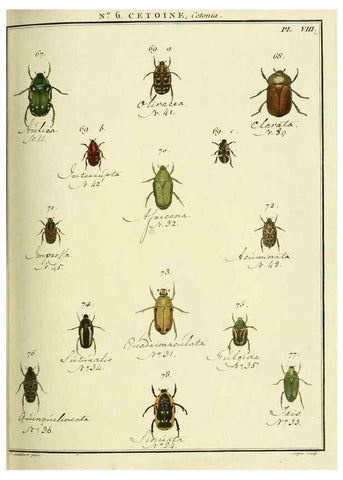 Reproducción/Reproduction 8112662997: Entomologie, ou, Histoire naturelle des insectes :. A Paris :De l'Imprimerie de Baudoin,1789-1808.